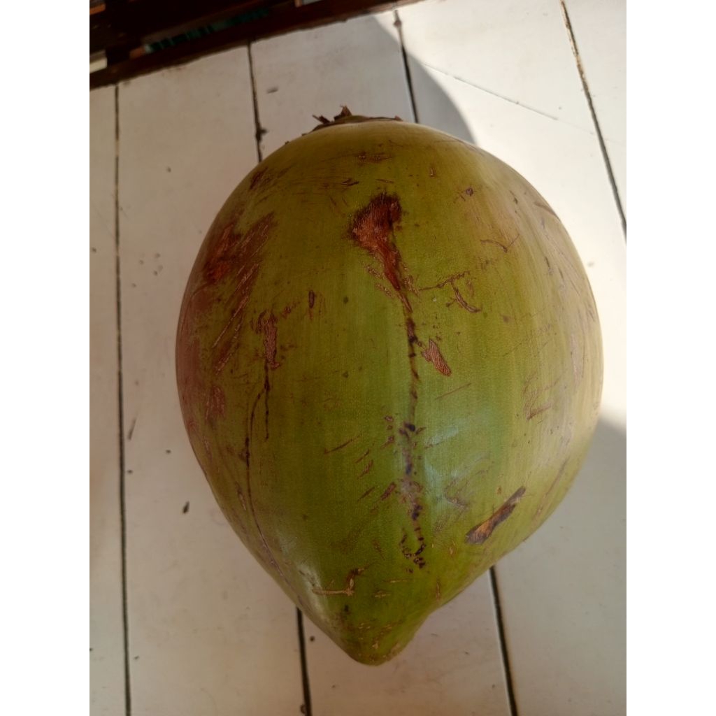 

kelapa muda paling besar dari baduy
