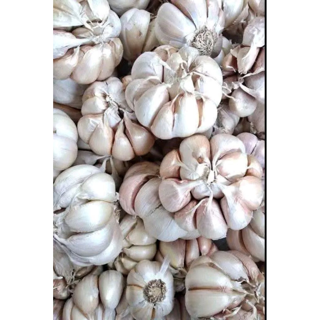 

Bawang Putih 100% Asli perkebunan