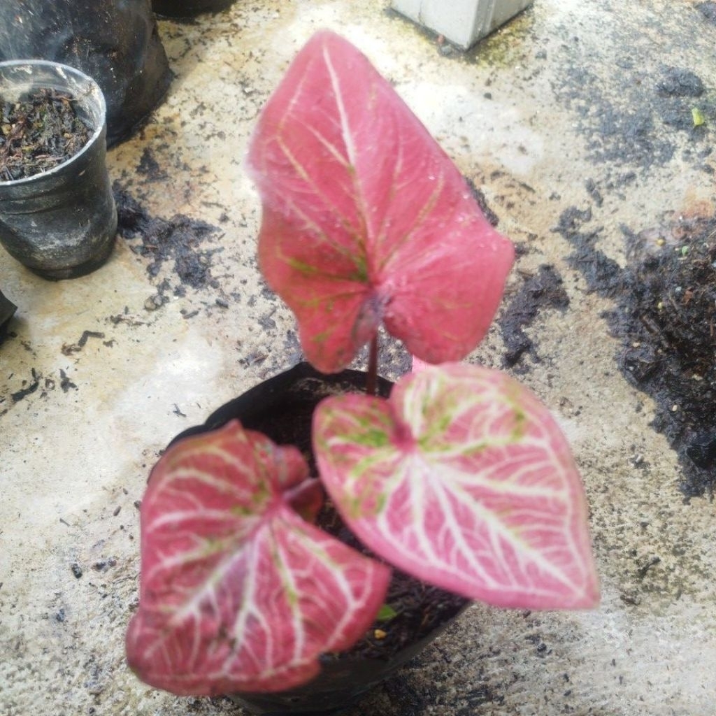 caladium Thailand