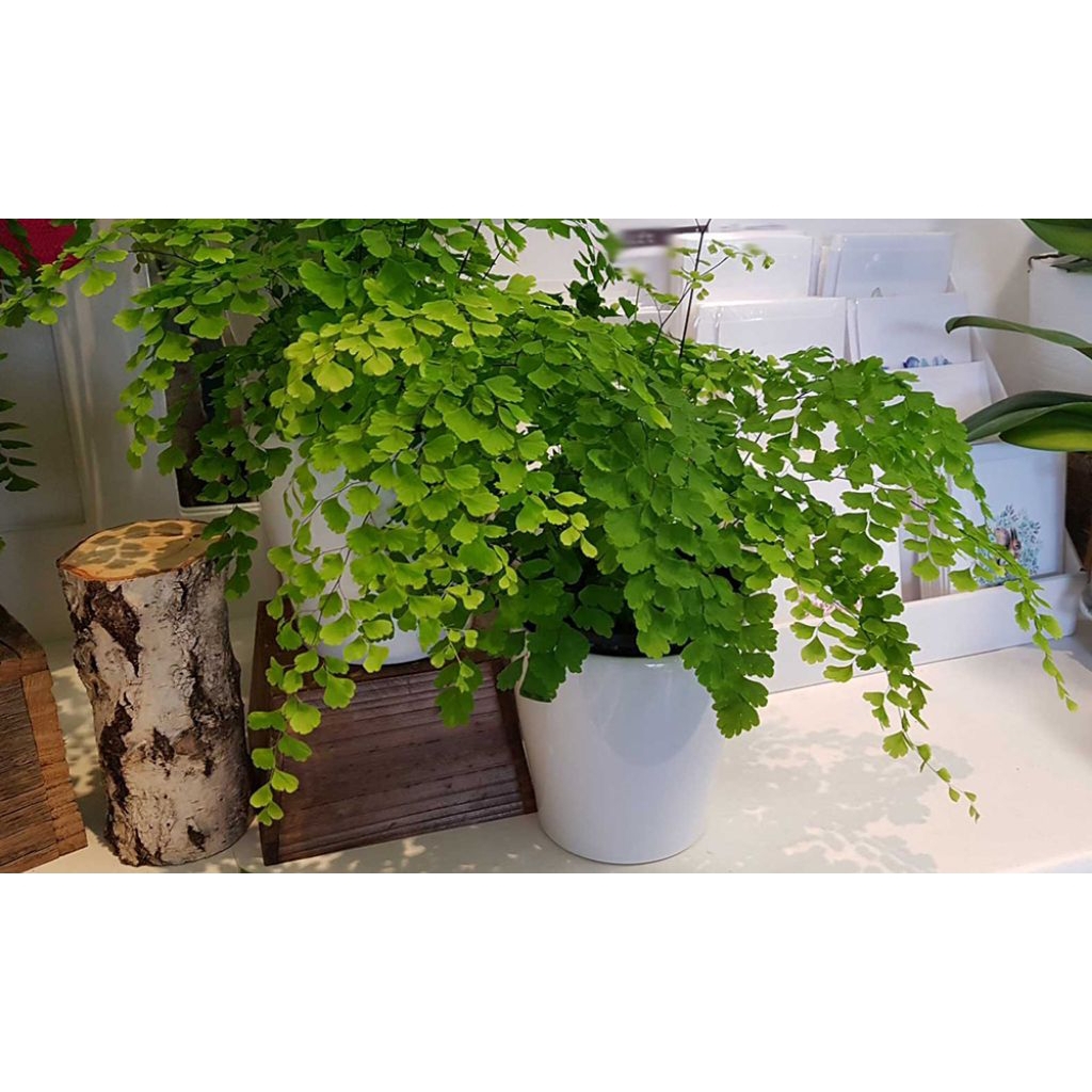 Tanaman hias hidup suplir maidenhair sudah berikut pot dan media tanam