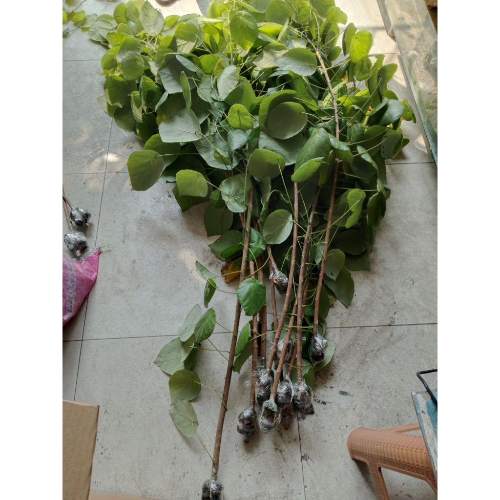 bibit pohon pat kua / tanaman pak kua / pak kwah