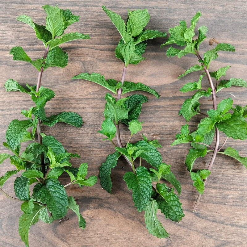 

Daun Mint Segar papermint