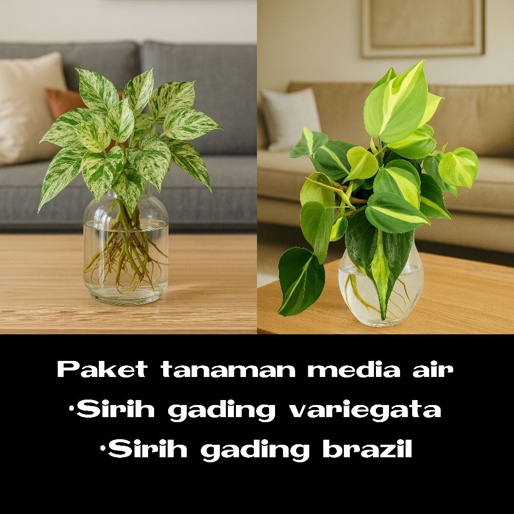 Paket 2 tanaman hias sirih gading variegata dan sirih gading brazil