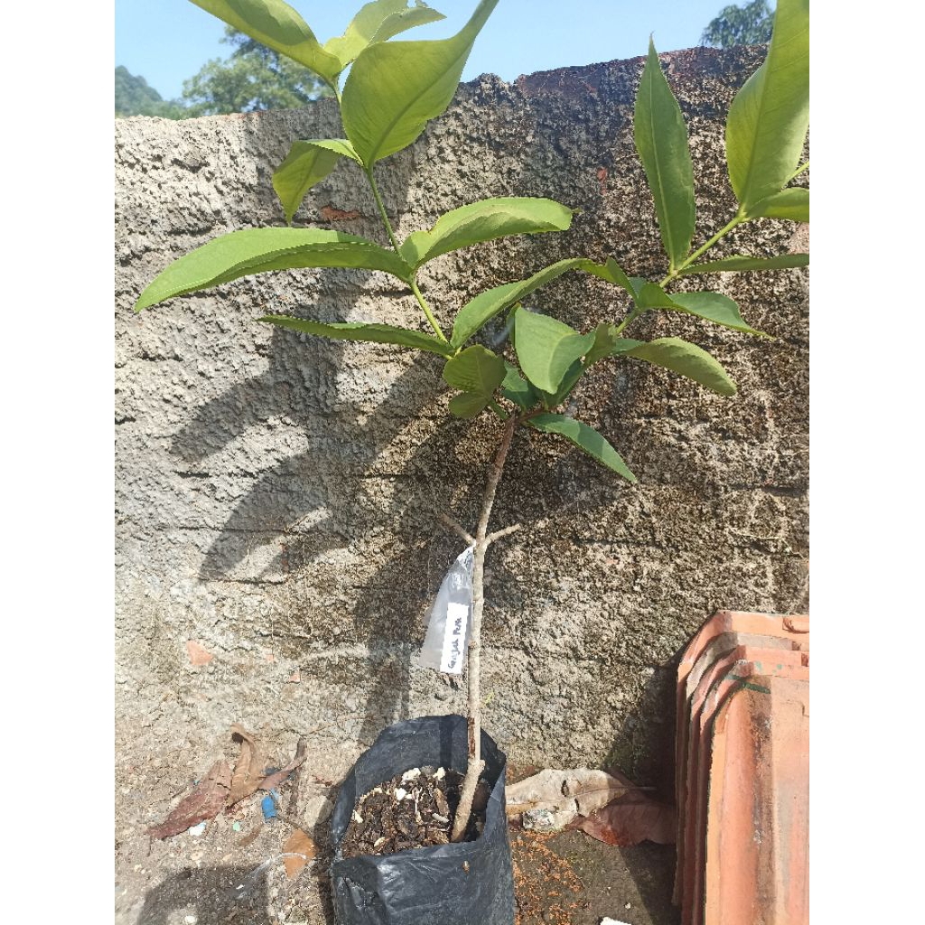 

Jambu air Gajah pekalongan/Lumut