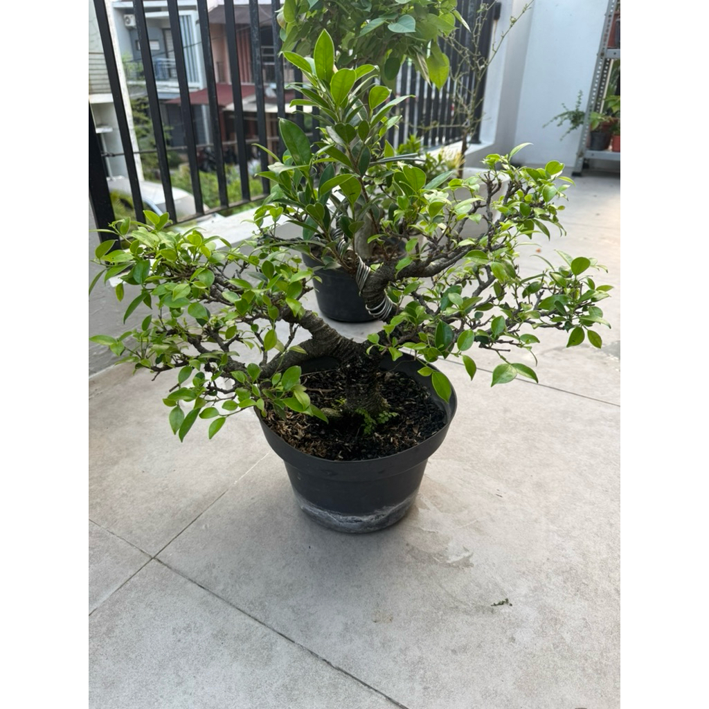 bonsai beringin kimeng small gerak dasar cakep