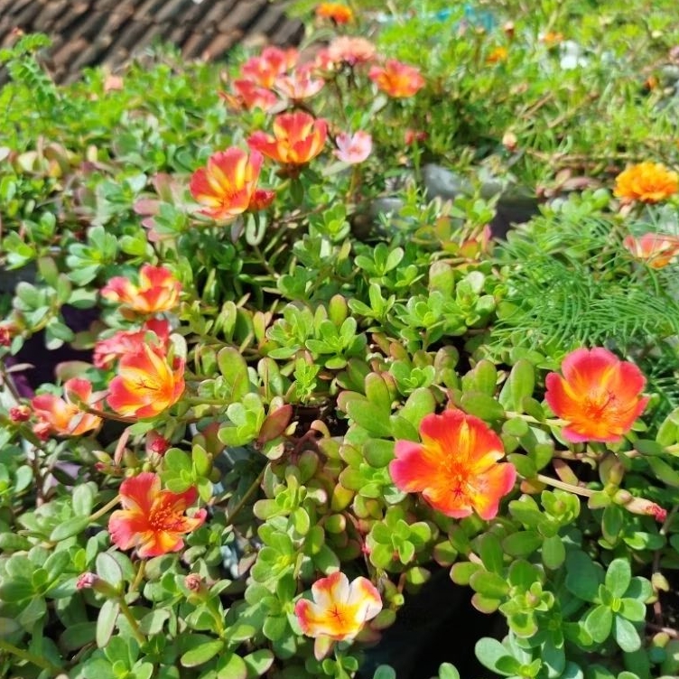 tanaman hias krokot,duna sunquit,mossrose,krokot import