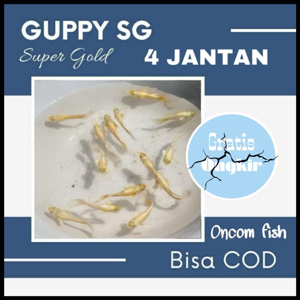 perlengkapan aquarium Guppy super gold 4 jantan