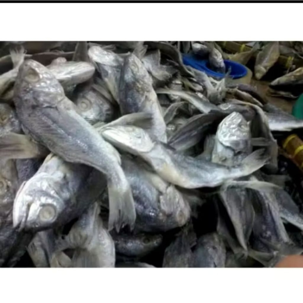

ikan asin kering kepala batu utuh daging gurih enak. bahan alami dapat dari nelayan. untuk harga mulai 1kg