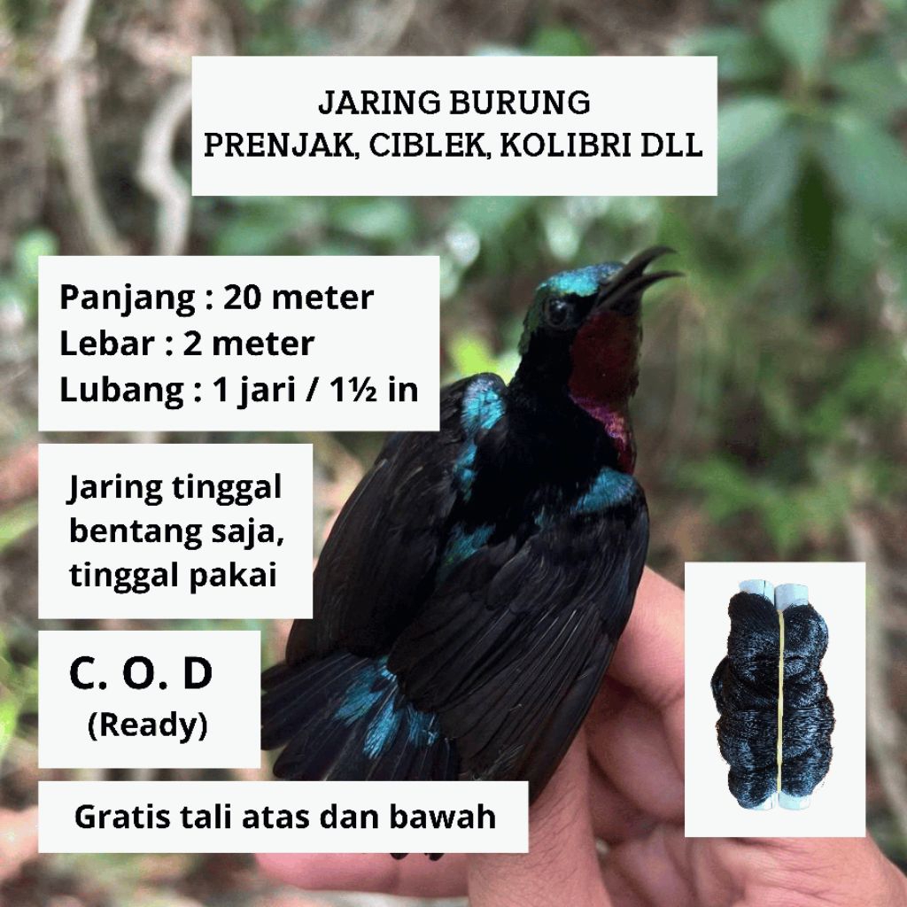 JEBAKAN JARING PRENJAK JARING EMPRIT JEBAKAN BURUNG JARING MONTANA
