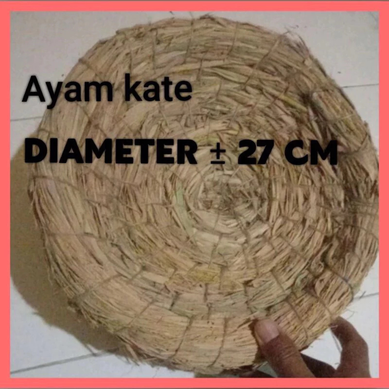 Sarang Bertelur Ayam Kate dan Serama