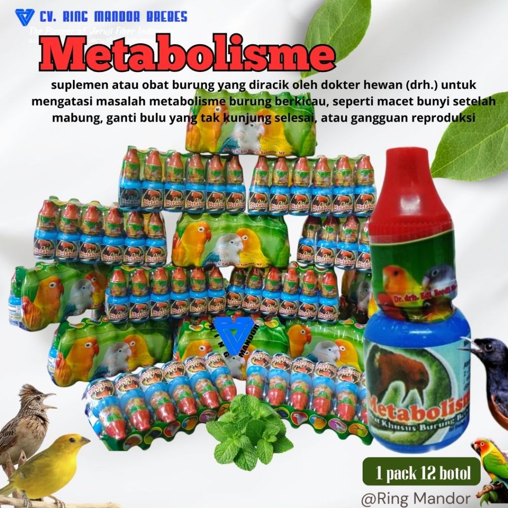 Metabolis Metabolisme Burung Pleci Murai Batu Kenari Dr edi
