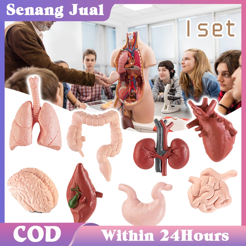

8Pcs Organ Tubuh Manusia Mainan Montessori Mainan Edukasi Human Organ Toys