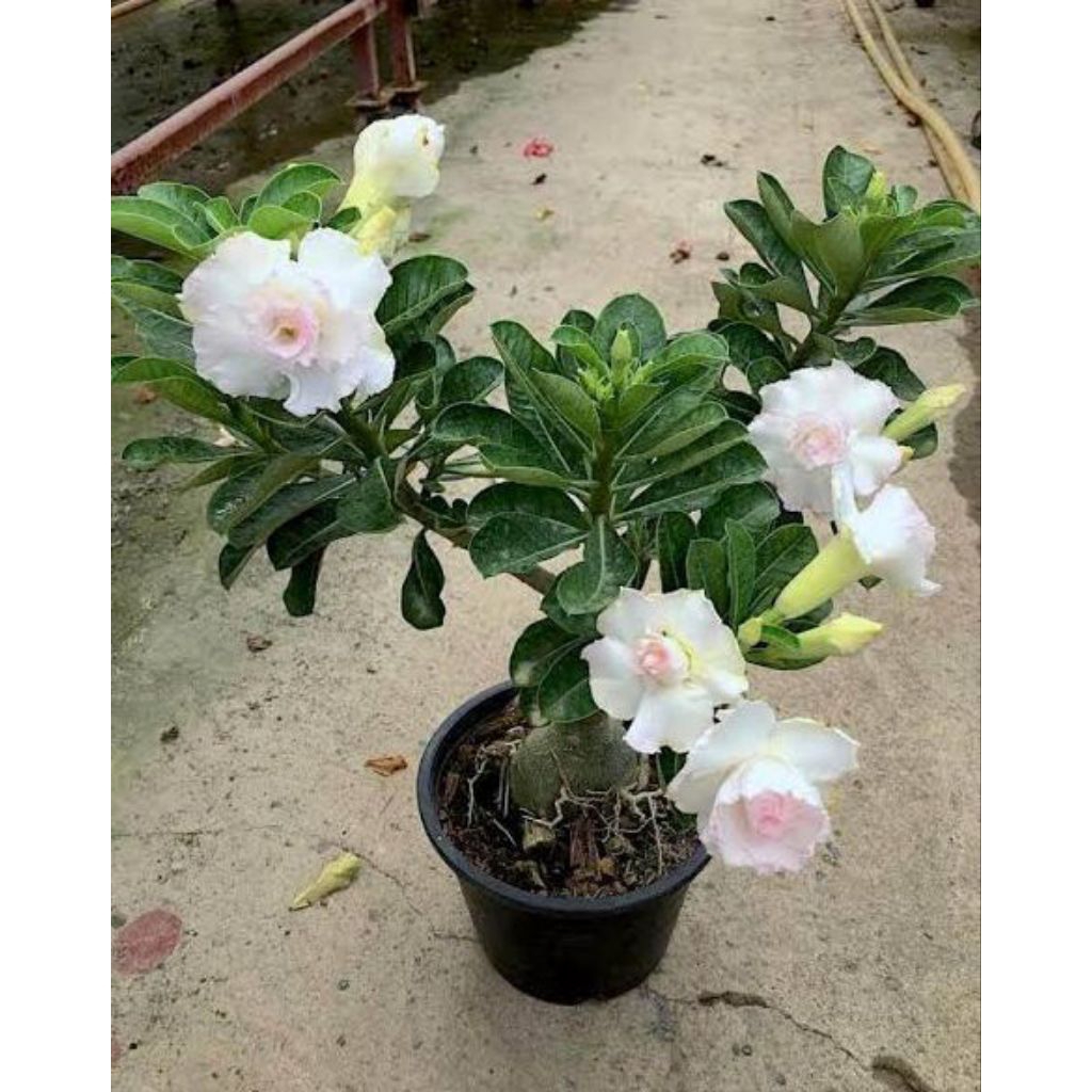 ADENIUM PUTIH