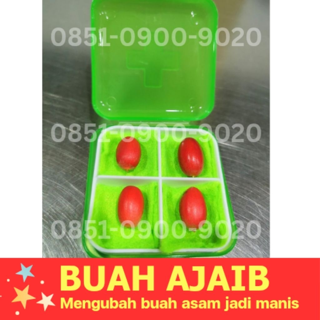 

Buah Miracle Fruit, Fresh, Buah Ajaib Merubah Rasa Asam Jadi Manis, Lemon Jadi Manis (Isi 4 Buah)