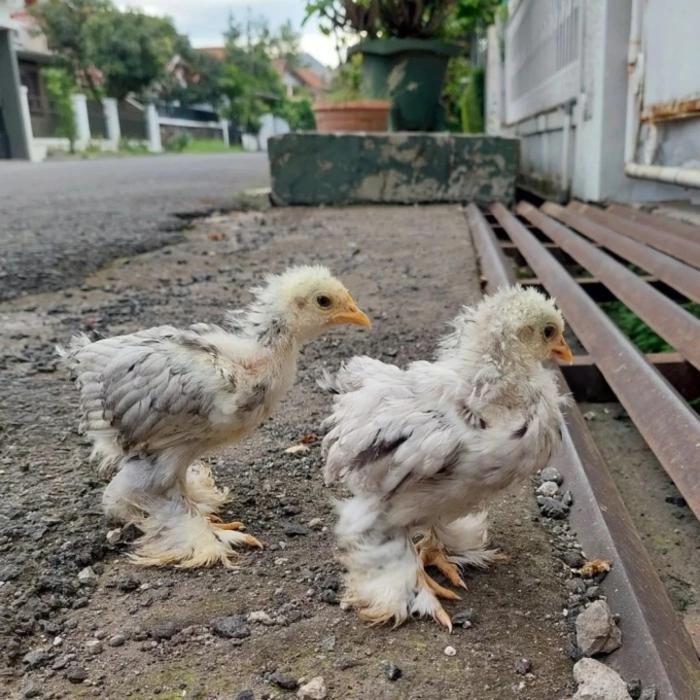 AYAM BRAHMA ANAKAN USIA 1,2,3 BULANAN