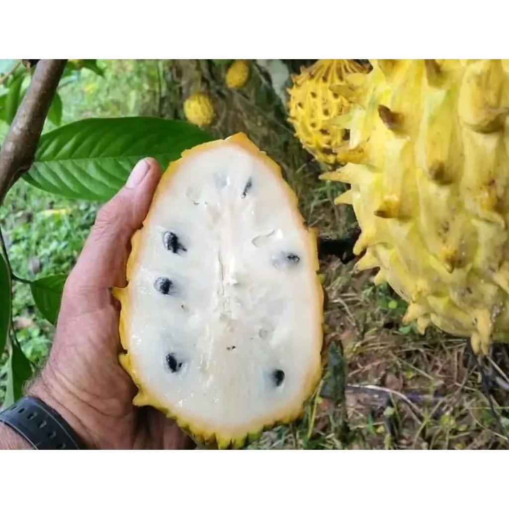 Bibit Tanaman Buah Srikaya biriba-srikaya kulit kuning-srikaya cepat berbuah