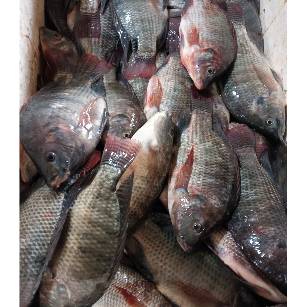 

Ikan Mujahir/Mujair Segar