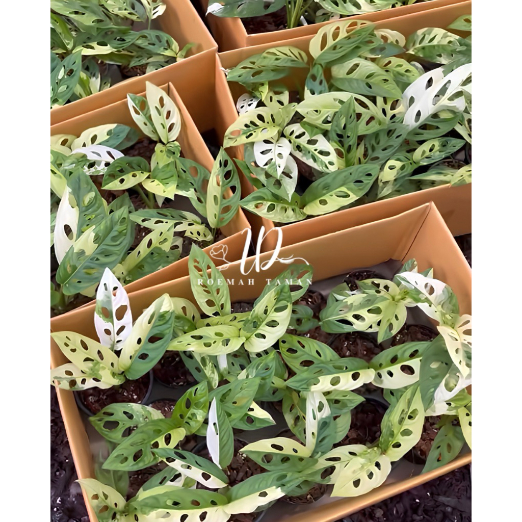 Adansonii variegata/janda bolong variegata