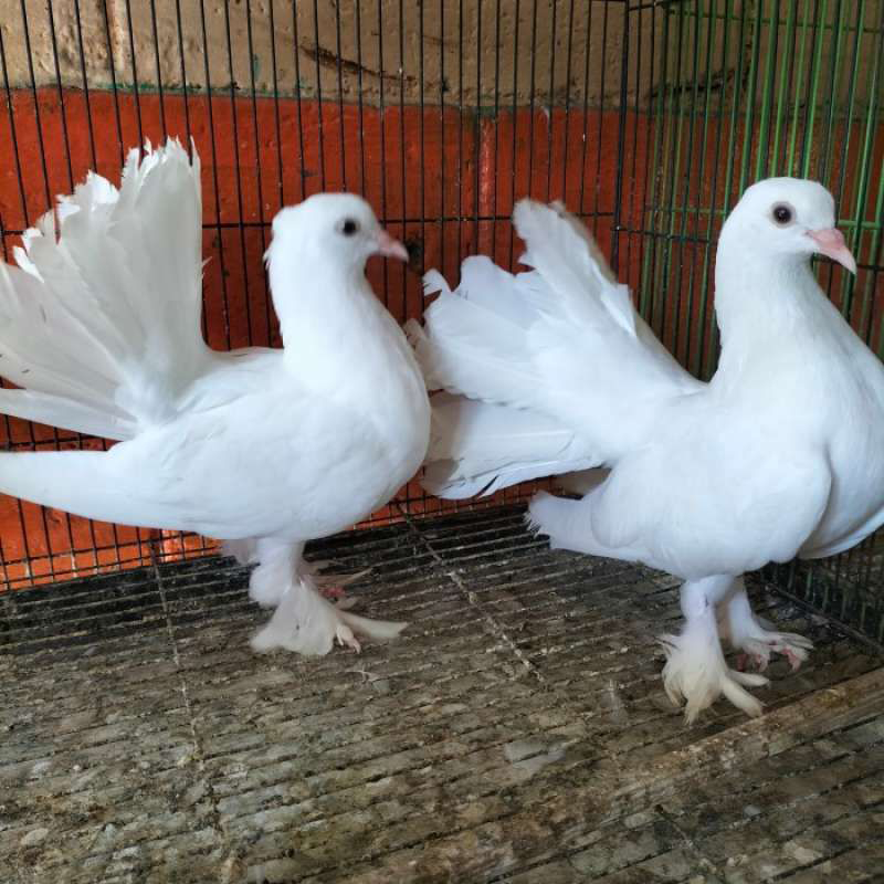 BURUNG MERPATI KIPAS