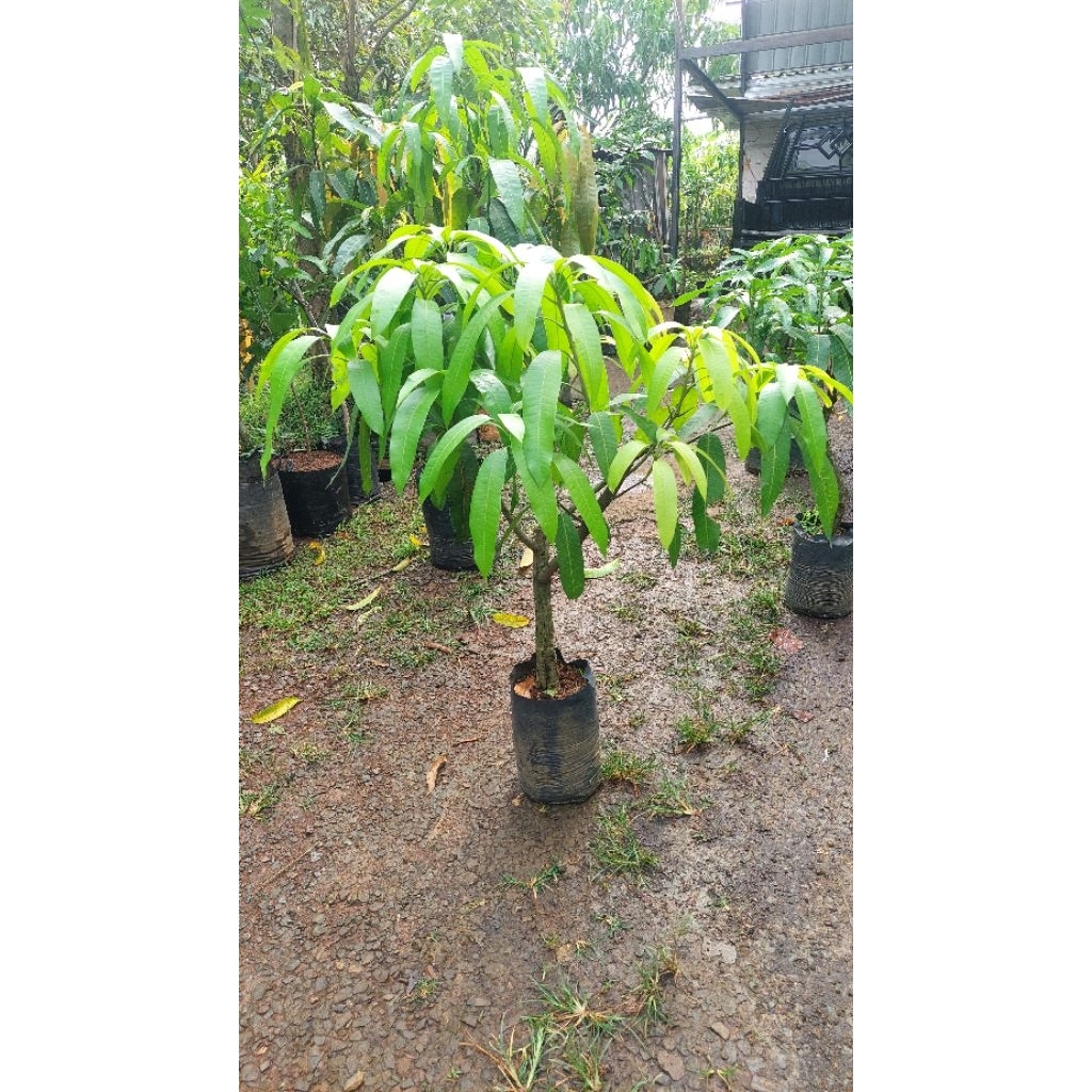 mangga jinxin cangkok susu