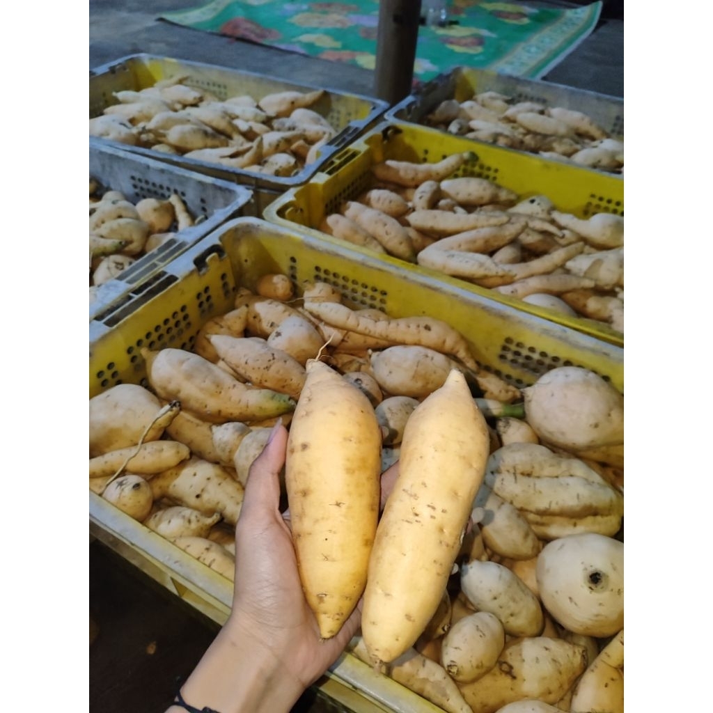 

UBI CILEMBU SUKABUMI