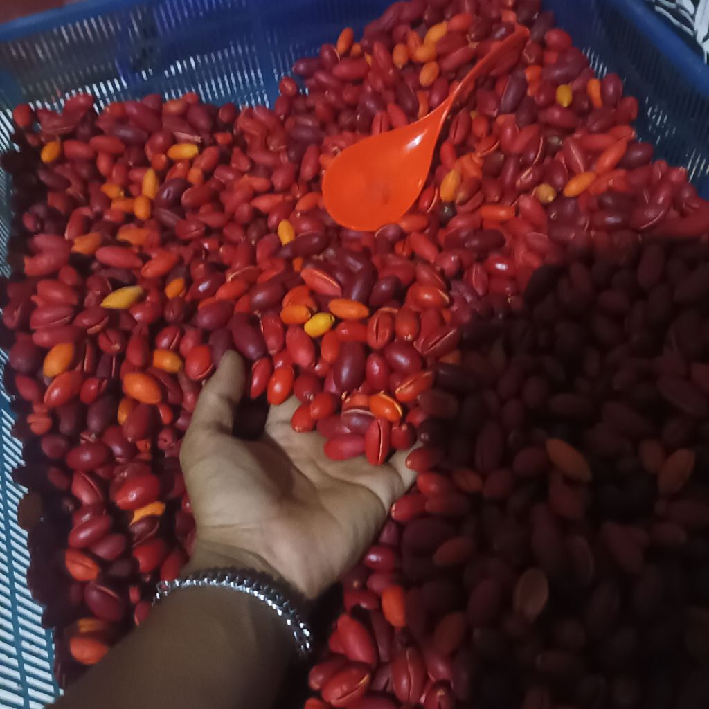 

kulit melinjo seger Ter murah