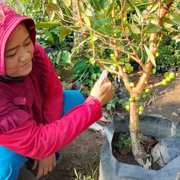 Indukan Bibit Anggur White Jaboticaba Sering Berbuah | Anggur White Jaboticaba Berbuah | Anggur Poho