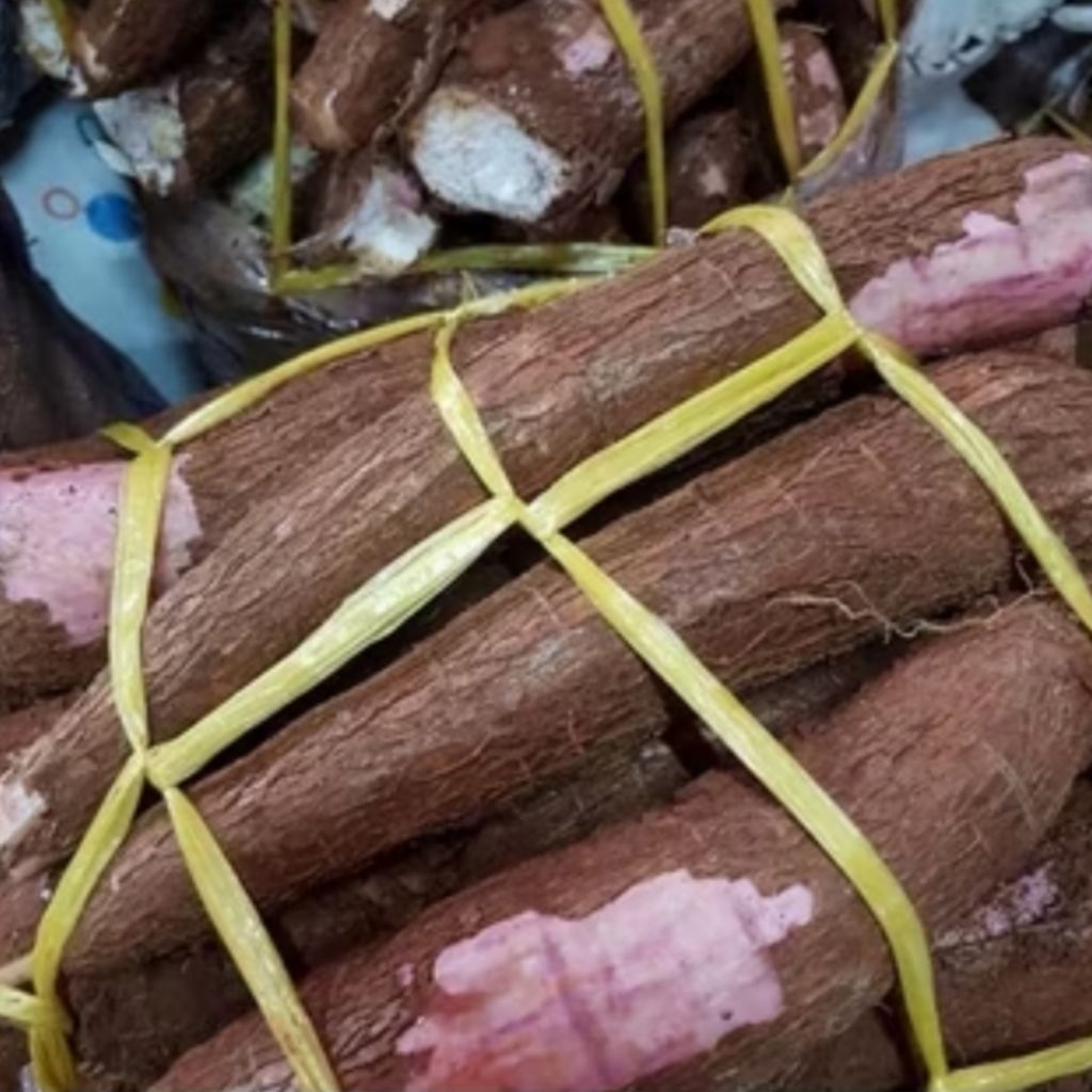 

Singkong Mentah Fresh – Hasil Panen Langsung 1Kg