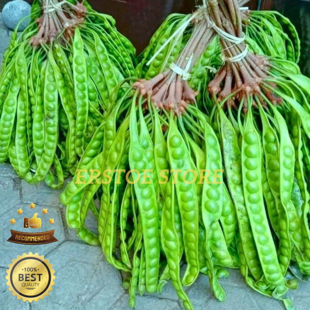 

PETAI / PETE TUA SUPER FRESH 1 PAPAN ATAU LONJOR