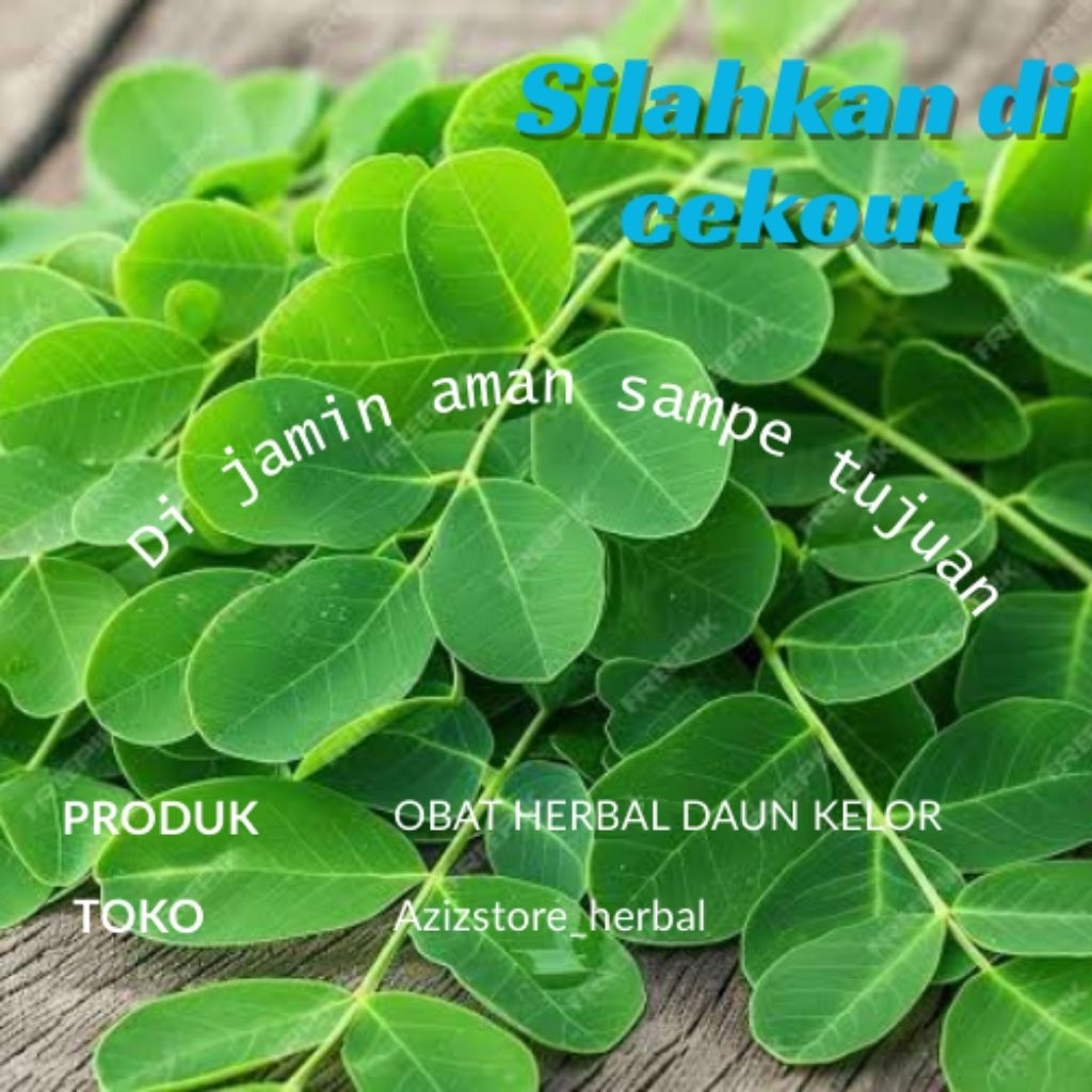 

Daun kelor obat herbal alami Sega petik langsung 500 garam