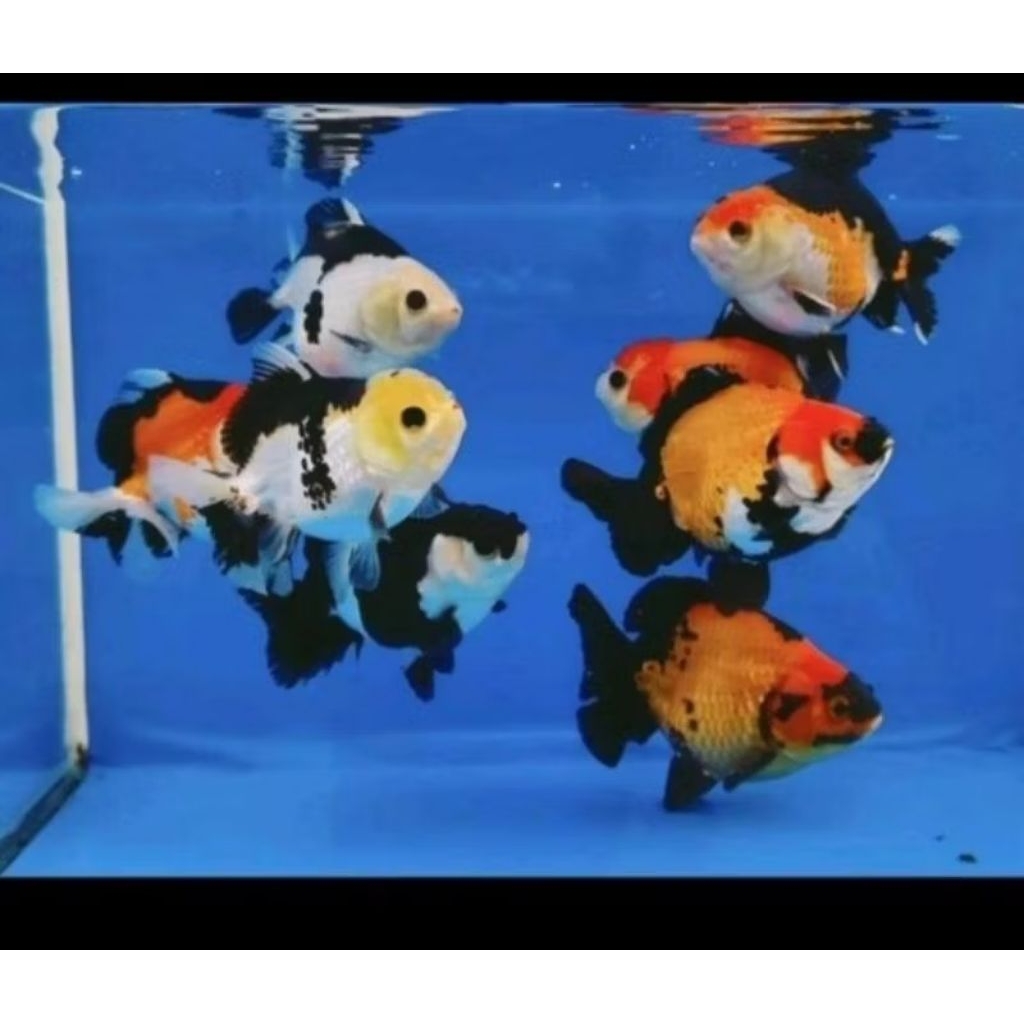 dekorasi Akuarium stiker koki Oranda /red cup/panda/trico/panca warna sz XL promo