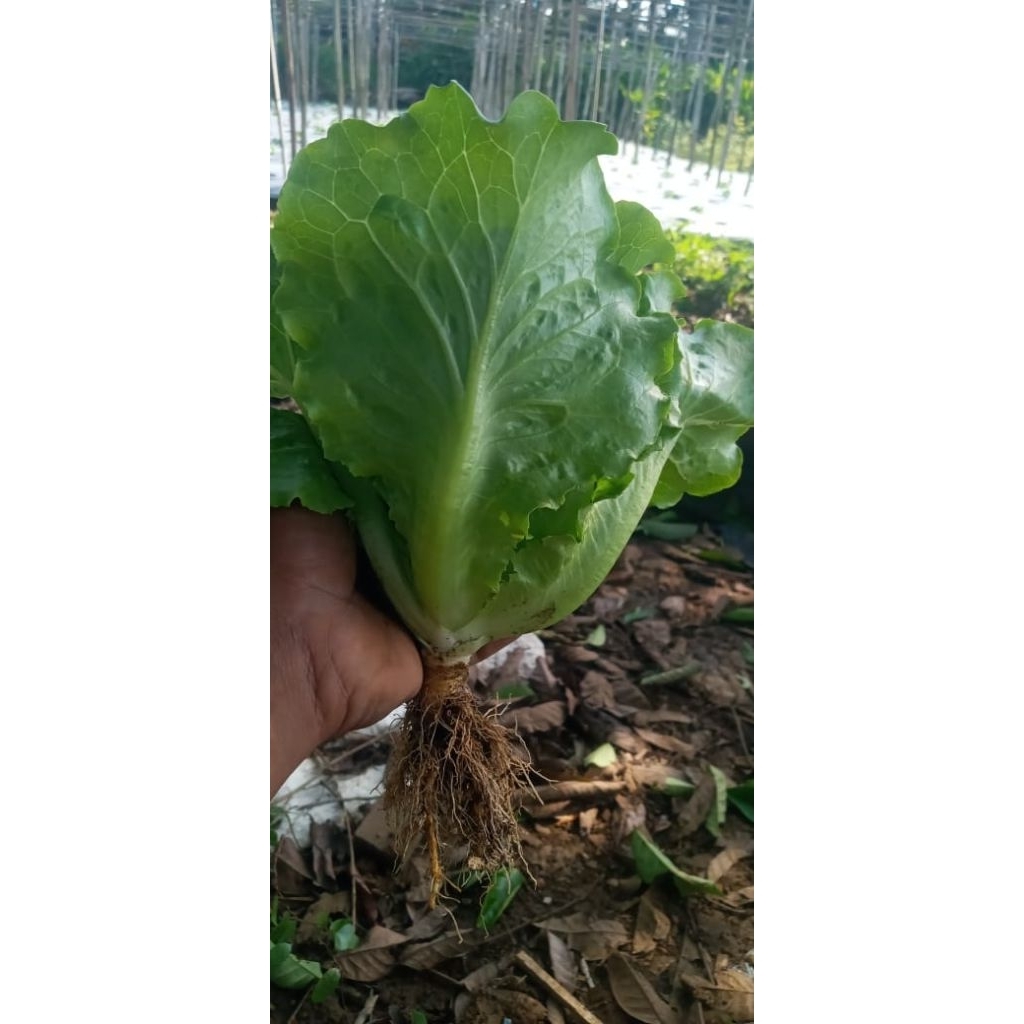 

romen sayuran promo panen