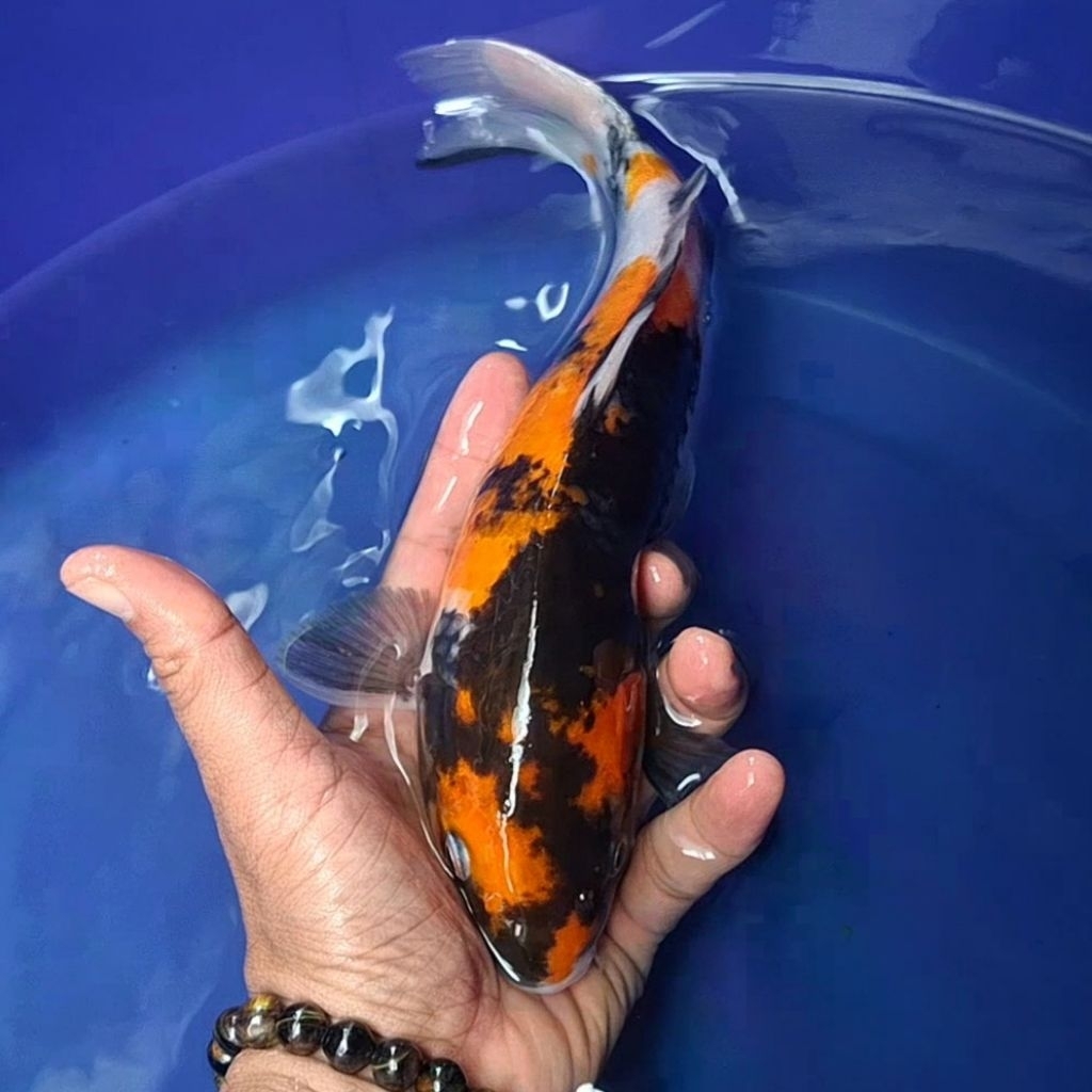 Ikan Koi Blitar Jenis Showa / Rumah Koi Jakarta / kode 0010