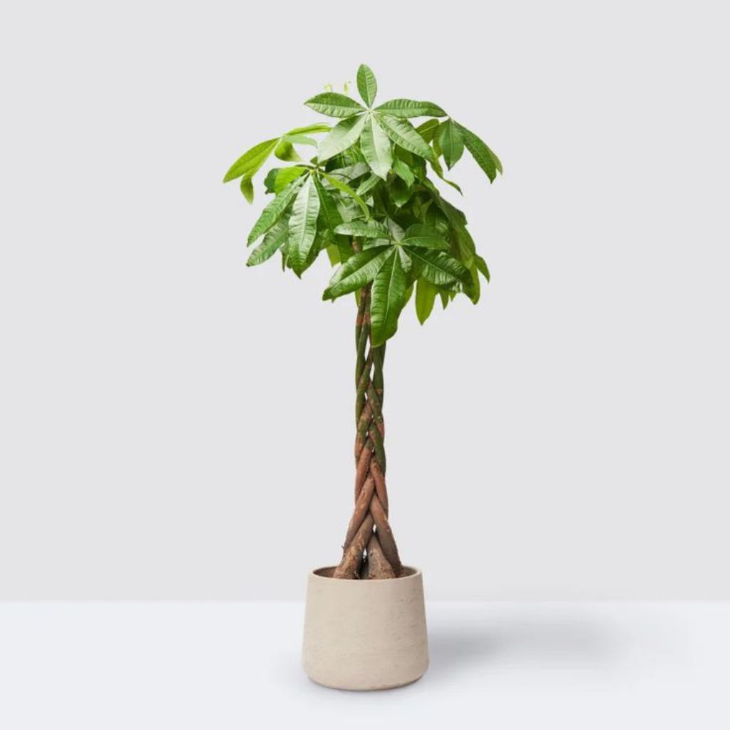 Tanaman Hias pachira aquatica / aquatica money three berkepang