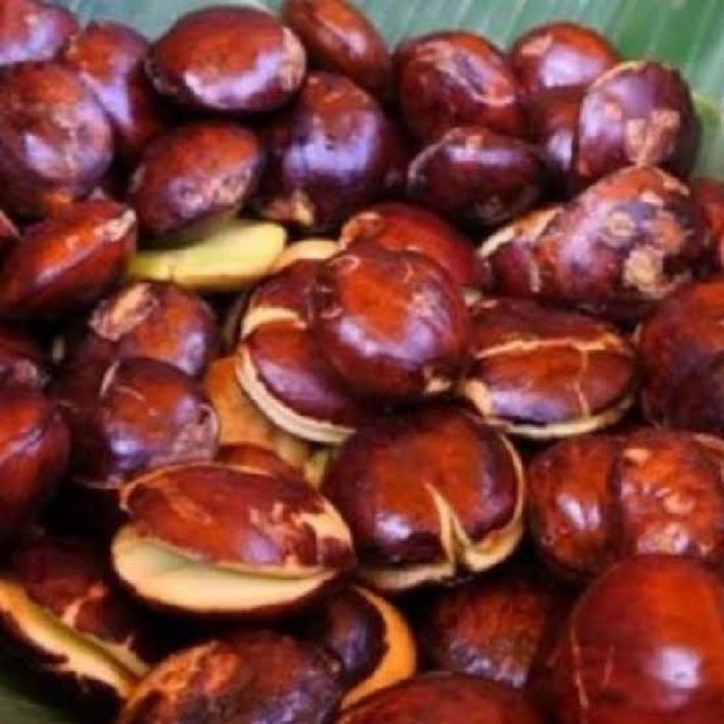 

jengkol tua fresh 1 kg full sortir