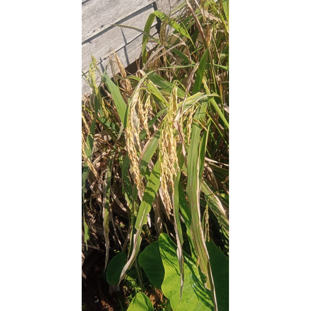 

padi kampung siam kualitas bagus