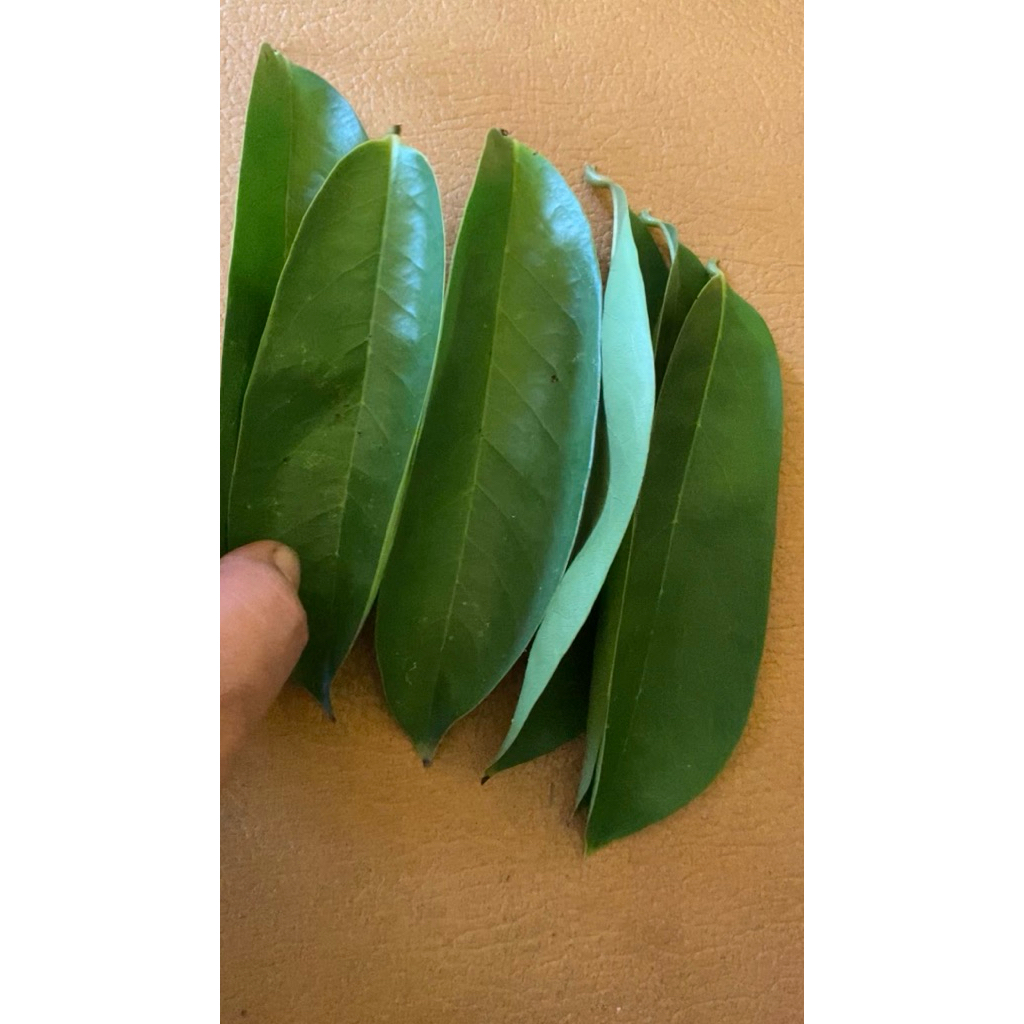 

Daun sirsak organik untuk obat herbal 50 lembar