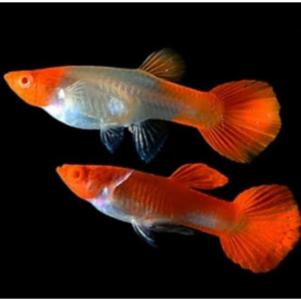 Hiasan aquarium Guppy Albino Koi pasangan  ukuran dewasa indukan