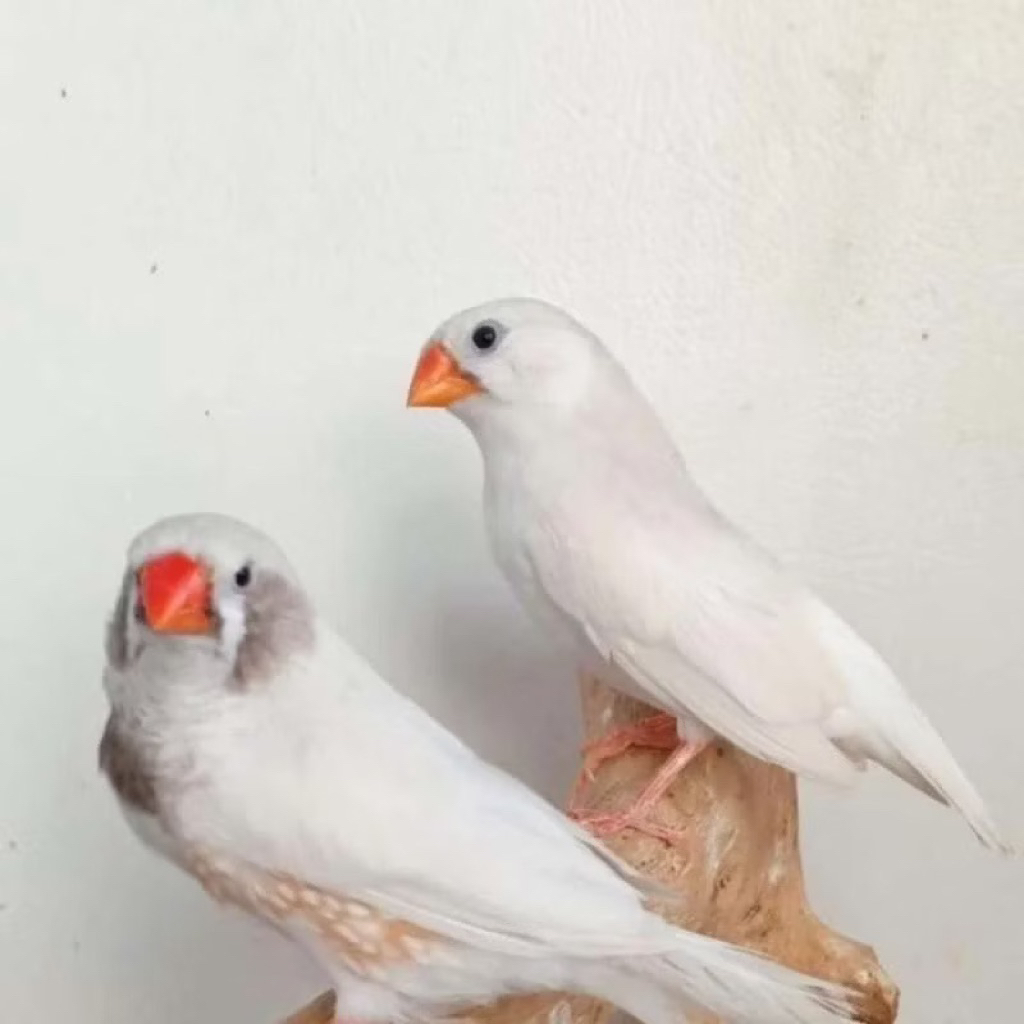 Zebra Finch Aussy Warna Putih Sepasang Body Medium