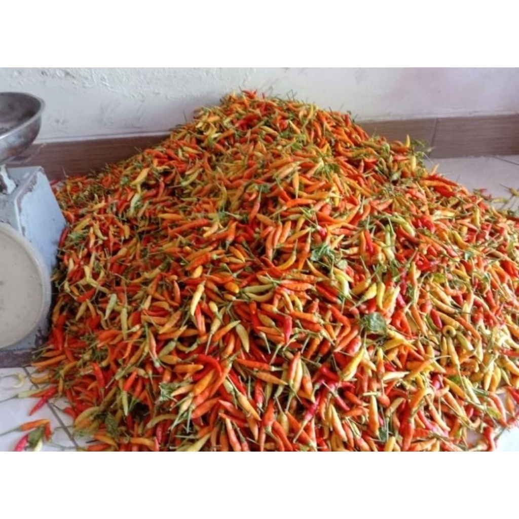 

cabe rawit murah 100gr -250gr