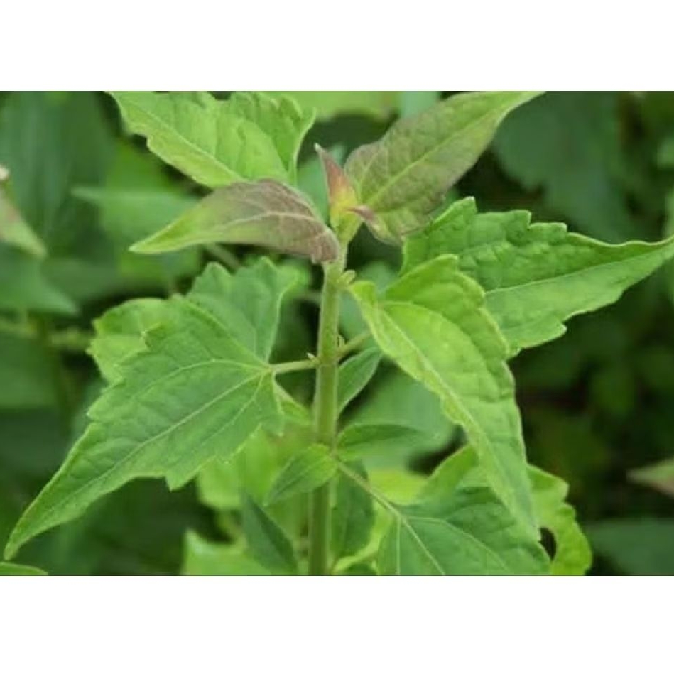 

Daun Balakacida Herbal Alami (Krinyuh) 500grm