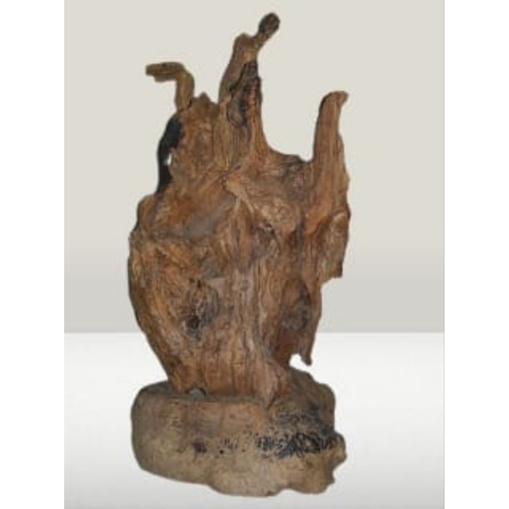 Fosil Akar kayu jati utuh fosil