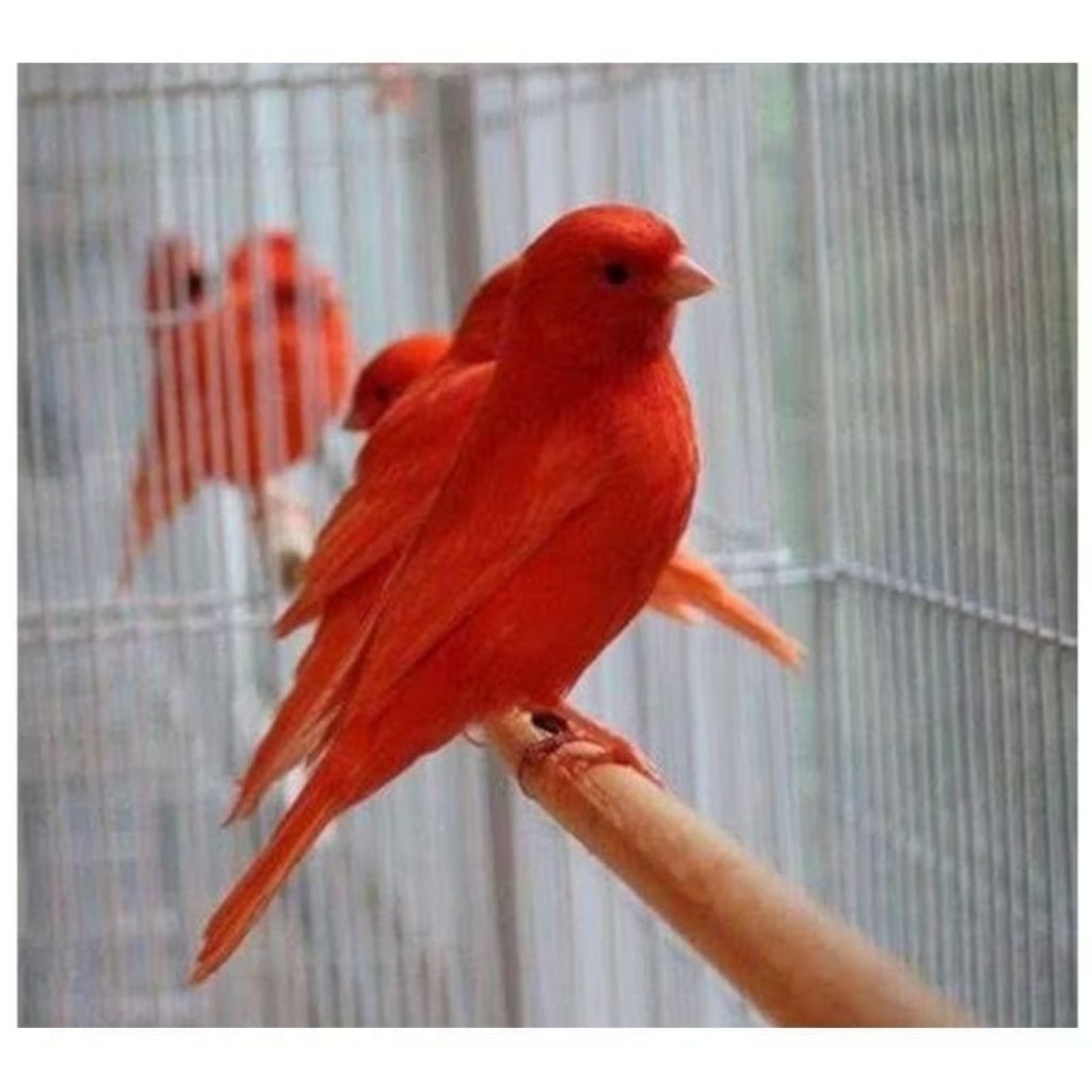 Kenari red intensive import pilihan