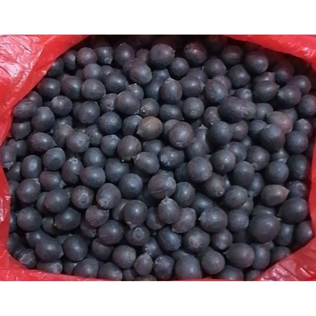 

Teratai Tua / Biji Teratai Hitam