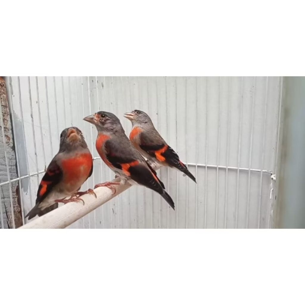 Burung red siskin klasik betina siapan