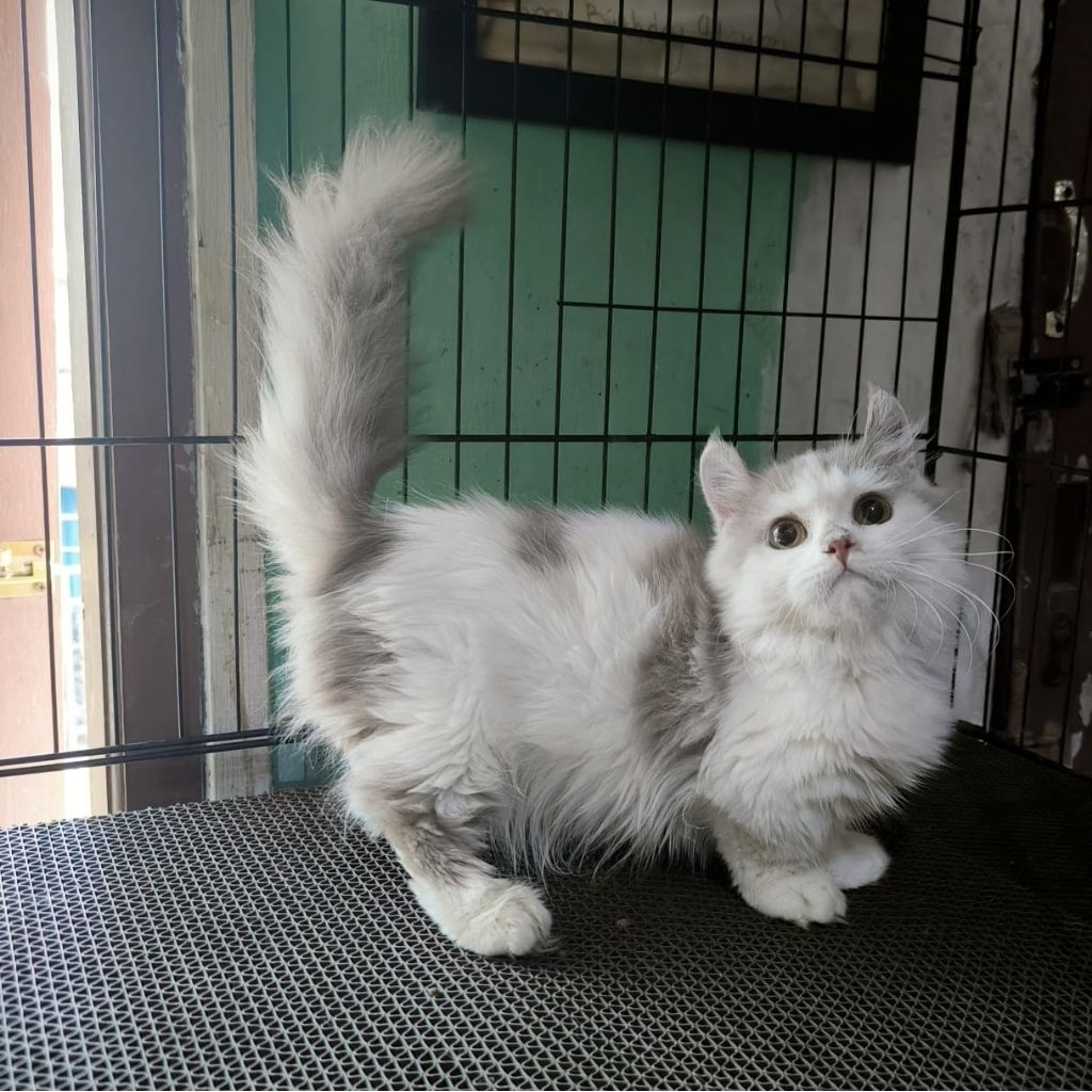 Kucing Persia Anggora Himalaya Ragdoll Kitten Anak Kucing