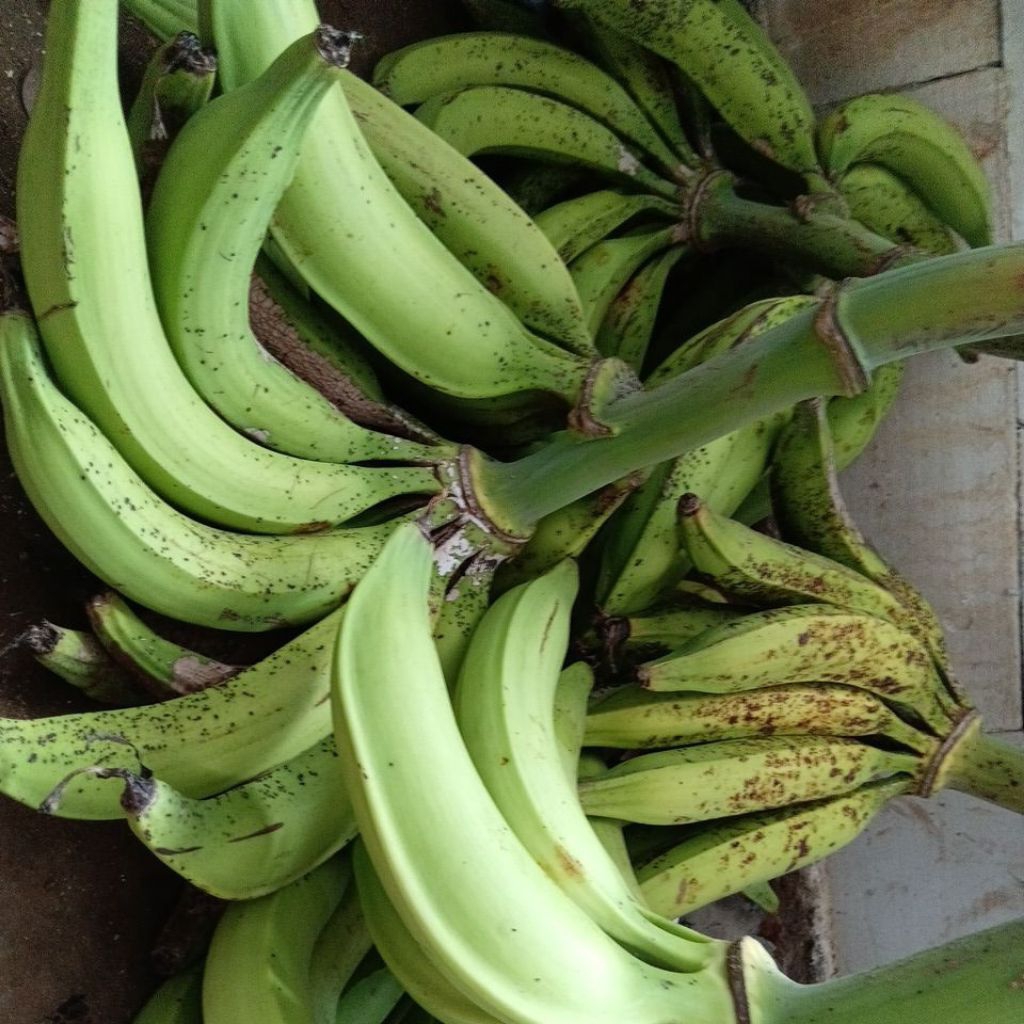 

Pisang Tanduk asli Lereng Muria