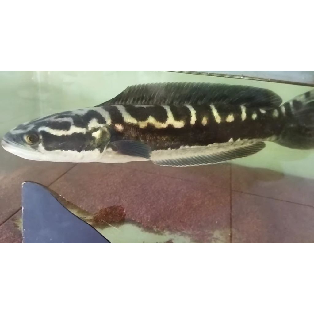 Toman jumbo size 49-51cm Ready stock