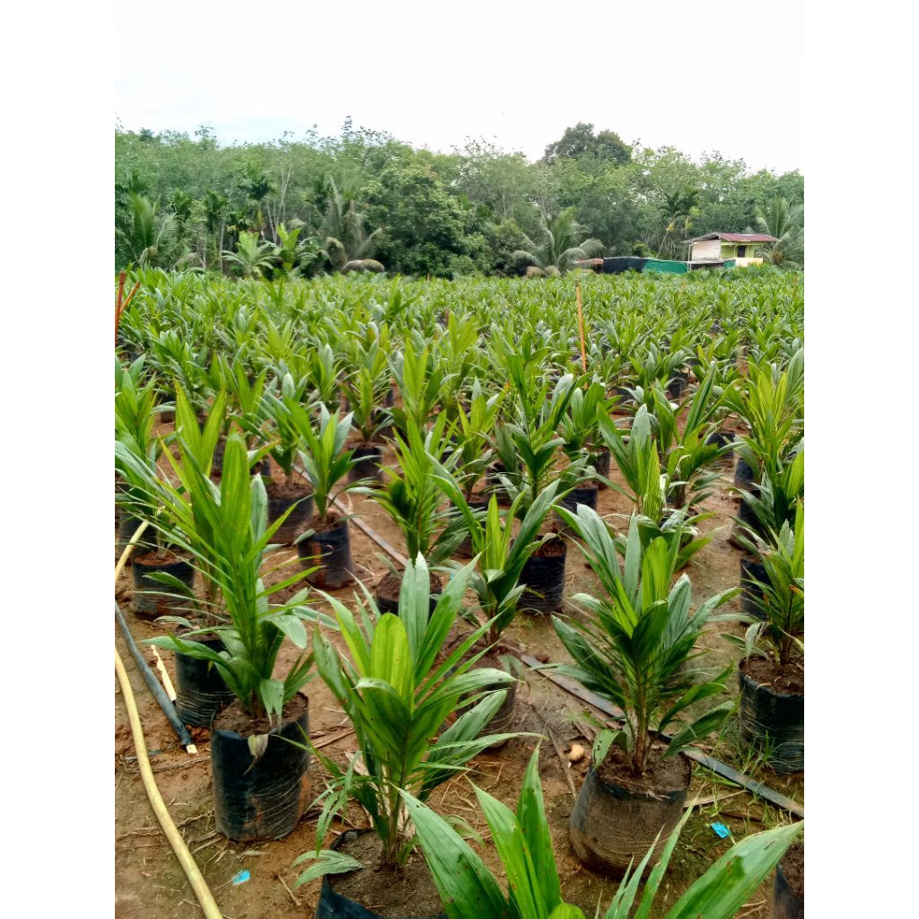 bibit kelapa sawit unggul dan berserfitikat