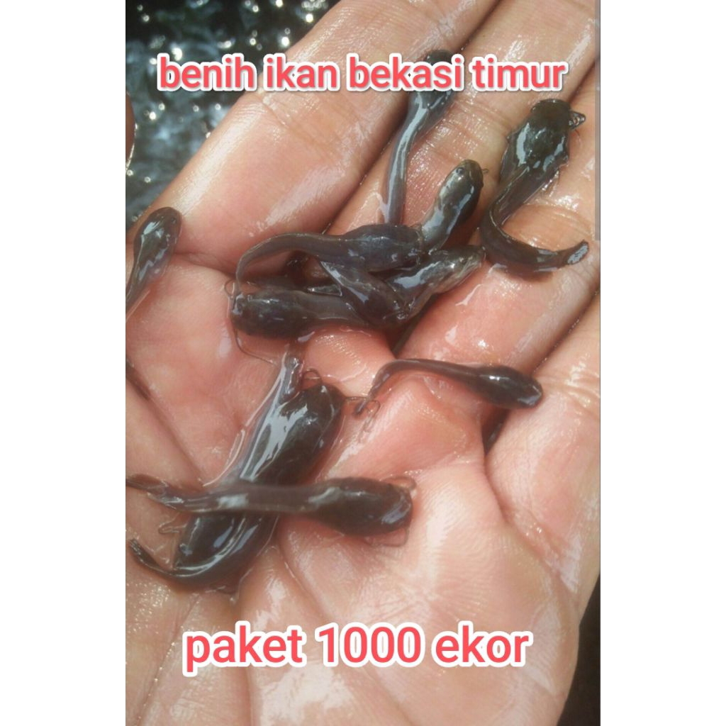 bibit lele ukuran 2-3 cm isi 1000 ekor